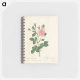 Rose illustration - ピエール ジョゼフ ルドゥーテ Memo.