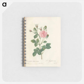 アートメモ帳-Rose illustration - ピエール ジョゼフ ルドゥーテ Memo.