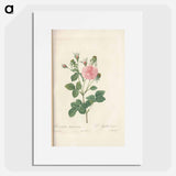 Rose illustration - Pierre Joseph Redouté Poster.