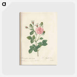 アートポストカード-Rose illustration - ピエール ジョゼフ ルドゥーテ Postcard.