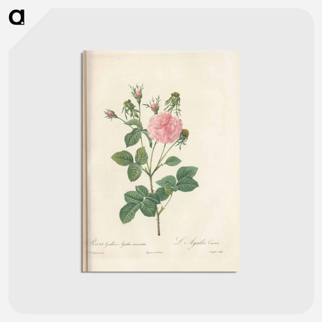 アートポストカード-Rose illustration - ピエール ジョゼフ ルドゥーテ Postcard.