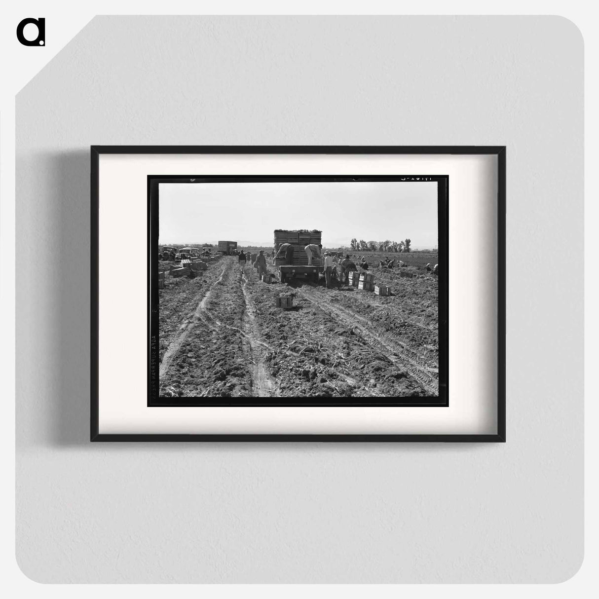 Near Meloland, Imperial Valley - Dorothea Lange Poster.