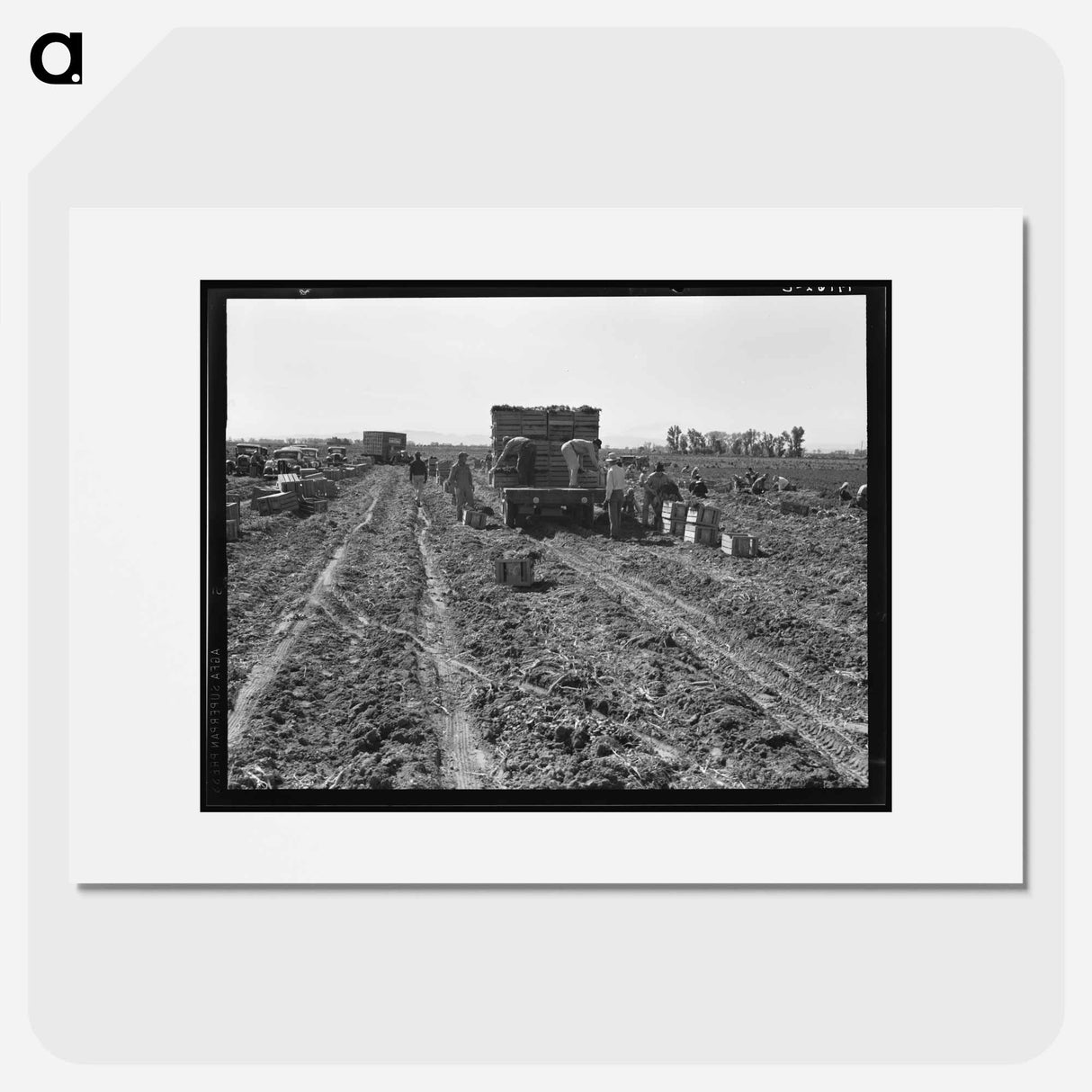 Near Meloland, Imperial Valley - Dorothea Lange Poster.