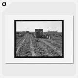 Near Meloland, Imperial Valley - Dorothea Lange Poster.