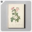 アートパネル-Rose illustration - ピエール ジョゼフ ルドゥーテ Canvas.