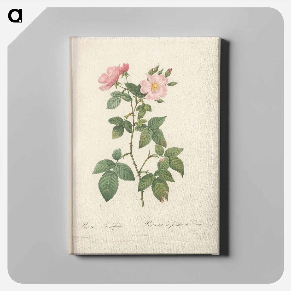 アートパネル-Rose illustration - ピエール ジョゼフ ルドゥーテ Canvas.