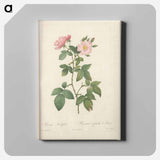 アートパネル-Rose illustration - ピエール ジョゼフ ルドゥーテ Canvas.