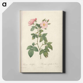 アートパネル-Rose illustration - ピエール ジョゼフ ルドゥーテ Canvas.
