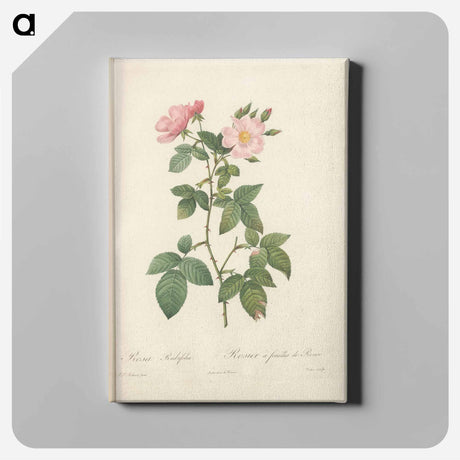 アートパネル-Rose illustration - ピエール ジョゼフ ルドゥーテ Canvas.