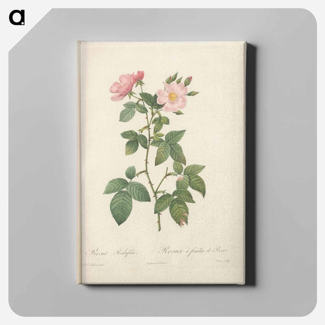 アートパネル-Rose illustration - ピエール ジョゼフ ルドゥーテ Canvas.