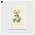 アートポストカード-Rose illustration - ピエール ジョゼフ ルドゥーテ Postcard.