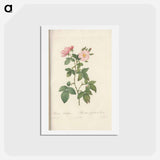 アートポストカード-Rose illustration - ピエール ジョゼフ ルドゥーテ Postcard.