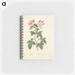 アートメモ帳-Rose illustration - ピエール ジョゼフ ルドゥーテ Memo.