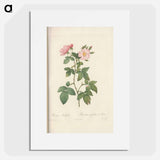 Rose illustration - Pierre Joseph Redouté Poster.