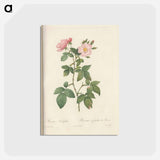 アートポストカード-Rose illustration - ピエール ジョゼフ ルドゥーテ Postcard.