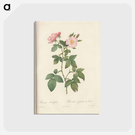 アートポストカード-Rose illustration - ピエール ジョゼフ ルドゥーテ Postcard.