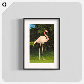 アートポスター-Coral Flamingo
 - ボストン公共図書館 Poster.