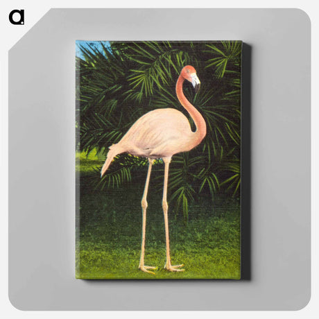 アートパネル-Coral Flamingo
 - ボストン公共図書館 Canvas.