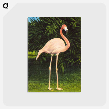 アートポストカード-Coral Flamingo
 - ボストン公共図書館 Postcard.