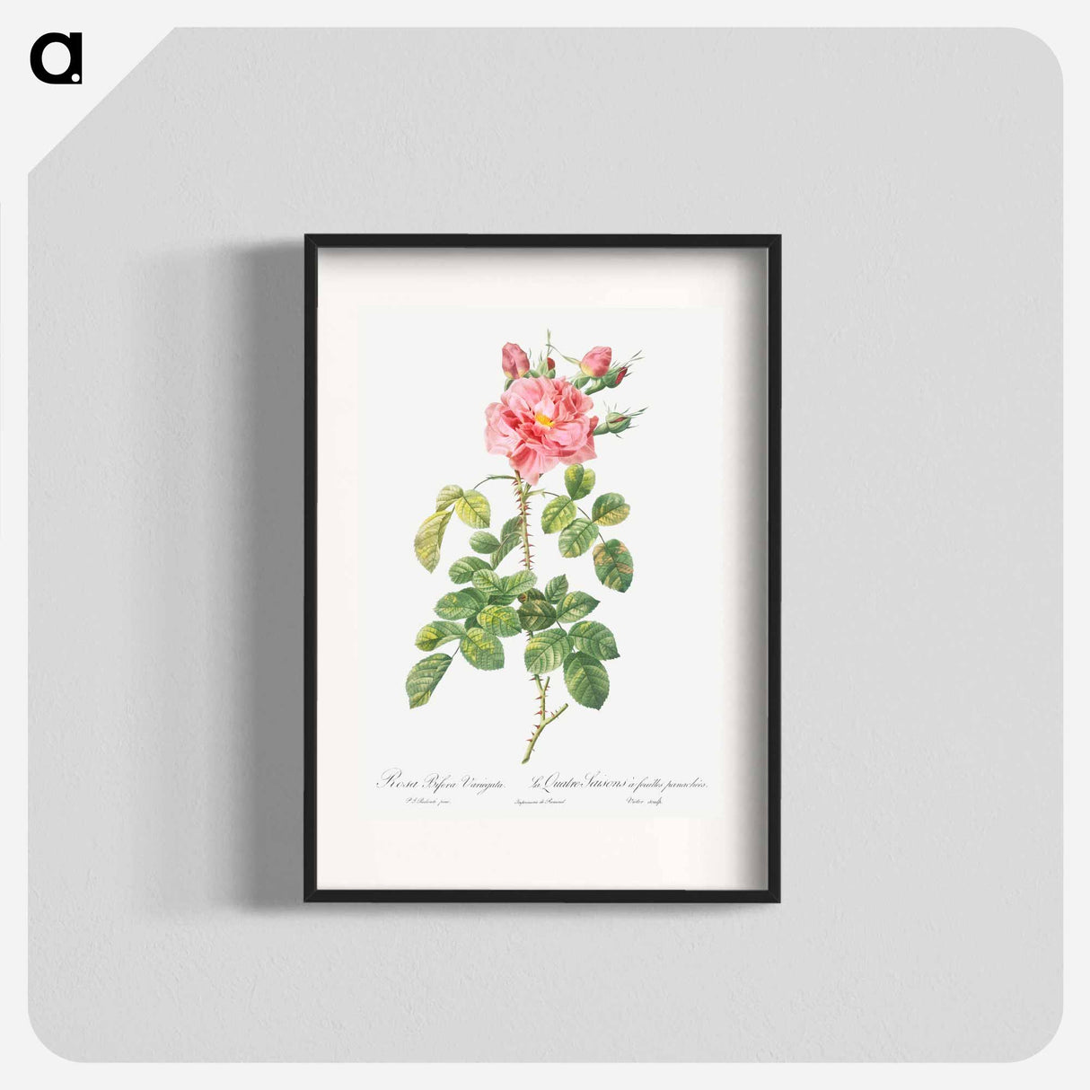 Variegated Four-Seasons Rose - Pierre-Joseph Redouté Poster.