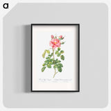 Variegated Four-Seasons Rose - Pierre-Joseph Redouté Poster.