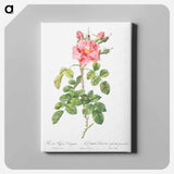 アートパネル-Variegated Four-Seasons Rose - ピエール ジョゼフ ルドゥーテ Canvas.