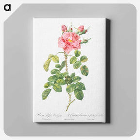 アートパネル-Variegated Four-Seasons Rose - ピエール ジョゼフ ルドゥーテ Canvas.