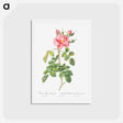 アートポストカード-Variegated Four-Seasons Rose - ピエール ジョゼフ ルドゥーテ Postcard.