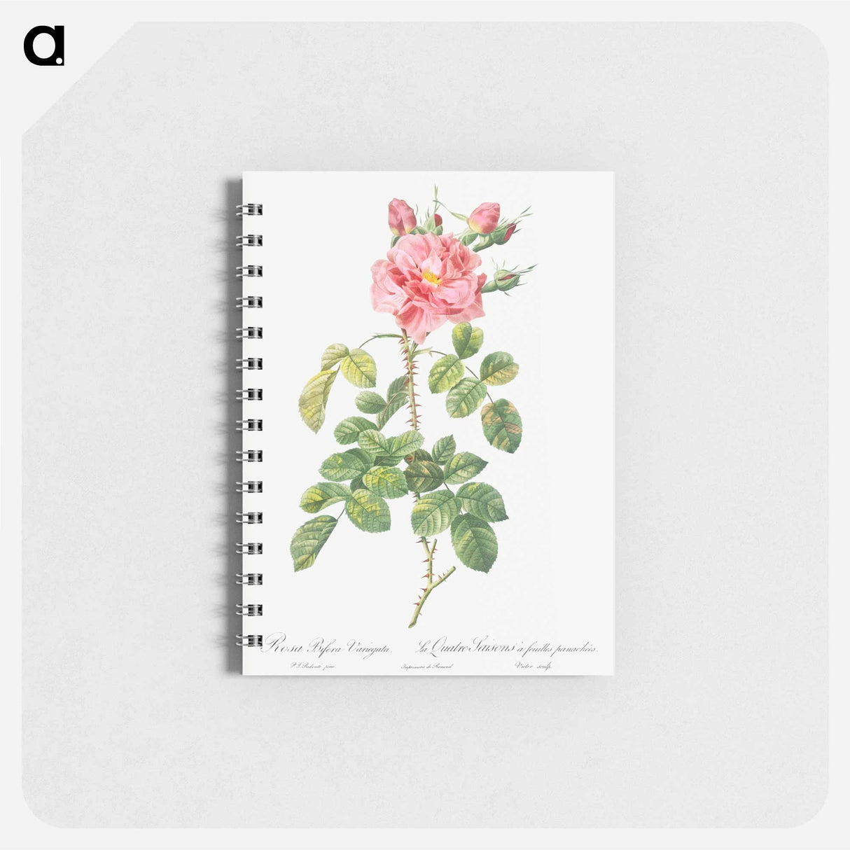 Variegated Four-Seasons Rose - ピエール ジョゼフ ルドゥーテ Memo.