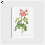アートポストカード-Variegated Four-Seasons Rose - ピエール ジョゼフ ルドゥーテ Postcard.