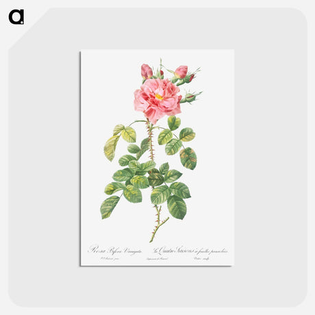 アートポストカード-Variegated Four-Seasons Rose - ピエール ジョゼフ ルドゥーテ Postcard.