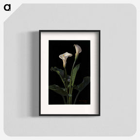 アートポスター-Calla Lilies
 - ボストン公共図書館 Poster.