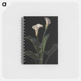 アートメモ帳-Calla Lilies
 - ボストン公共図書館 Memo.