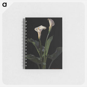 アートメモ帳-Calla Lilies
 - ボストン公共図書館 Memo.