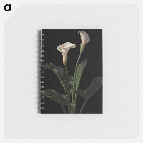 アートメモ帳-Calla Lilies
 - ボストン公共図書館 Memo.