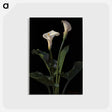 アートポストカード-Calla Lilies
 - ボストン公共図書館 Postcard.