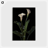 アートポストカード-Calla Lilies
 - ボストン公共図書館 Postcard.