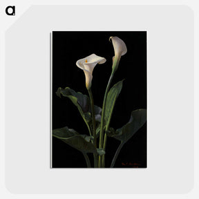 アートポストカード-Calla Lilies
 - ボストン公共図書館 Postcard.