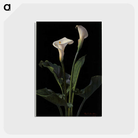 アートポストカード-Calla Lilies
 - ボストン公共図書館 Postcard.