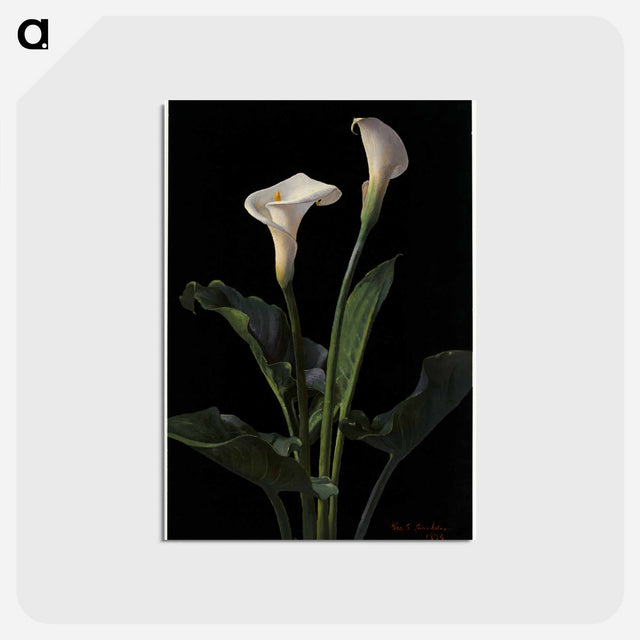 アートポストカード-Calla Lilies
 - ボストン公共図書館 Postcard.