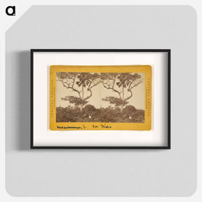 アートポスター-San Isidro, Matapala Tree
 - エドワード マイブリッジ Poster.