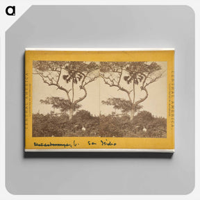 アートパネル-San Isidro, Matapala Tree
 - エドワード マイブリッジ Canvas.