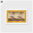 アートポストカード-San Isidro, Matapala Tree
 - エドワード マイブリッジ Postcard.