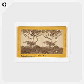 アートポストカード-San Isidro, Matapala Tree
 - エドワード マイブリッジ Postcard.
