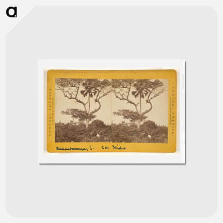アートポストカード-San Isidro, Matapala Tree
 - エドワード マイブリッジ Postcard.