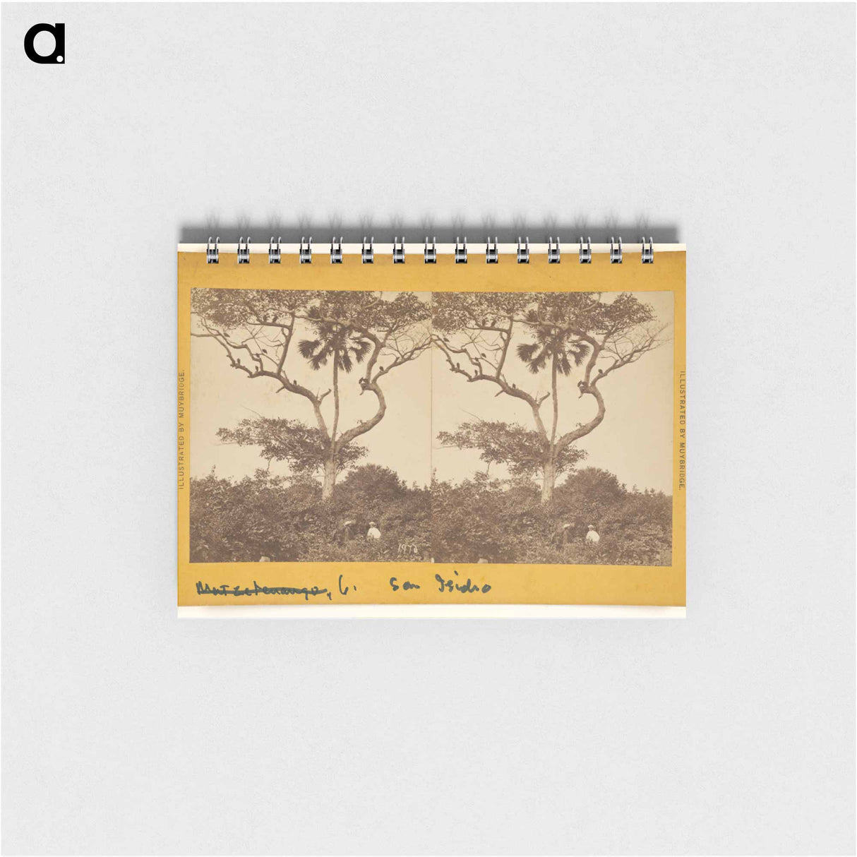 アートメモ帳-San Isidro, Matapala Tree
 - エドワード マイブリッジ Memo.