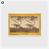 アートポストカード-San Isidro, Matapala Tree
 - エドワード マイブリッジ Postcard.