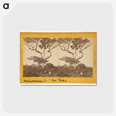 アートポストカード-San Isidro, Matapala Tree
 - エドワード マイブリッジ Postcard.
