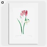 Pink ixia - Pierre Joseph Redouté Poster.