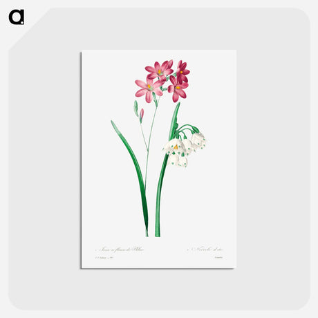 アートポストカード-Pink ixia - ピエール ジョゼフ ルドゥーテ Postcard.